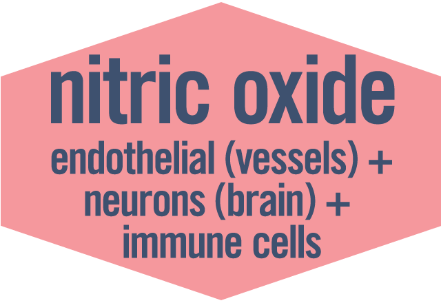 #3 Nitric Oxide: endothelial in vessels + neurons in brain + immune cells